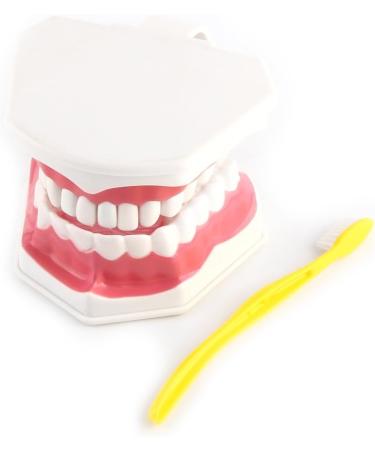 FafeICY 1PC 28 Teeth Teaching Toothbrush Model - Dentist Tool with Handy Toothbrush & Poster for Study Demonstration - Buy Online on SooperMarket.com