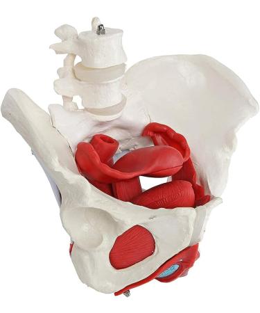 Female Bassin Human Basin Model with Pelvic Floor Muscle Model Ornament - Buy Online on SooperMarket.com