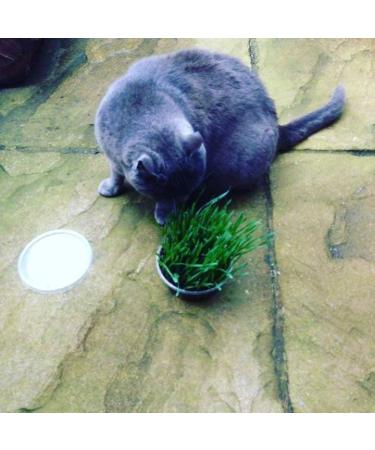 Cat Grass Kits x3 with Extra Strong Catnip - Cat FurNature - Buy Online on SooperMarket.com