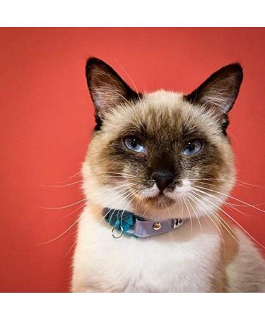 Shop Kittyrama Cat & Kitten Collars - Vogue Approved Vet-Approved Hypoallergenic & Comfortable - Mauve & Other Styles Available - Buy Online on SooperMarket.com