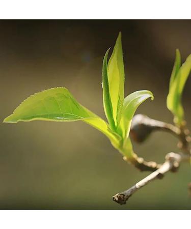 Pu-erh tea 2019 Lao Ban Zhang Zhengqitang 500-year-old tree 357g Raw - Buy Online on SooperMarket.com