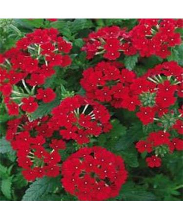 Fresh 50 semi - Scarlet Verbena seme di Fiore