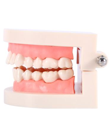 Buy Educion Teeth Bagima 10x8x7 PVC Dental Model for Kids - Effective Tooth Brushing Teaching Tool | International Shipping Available - Buy Online on SooperMarket.com