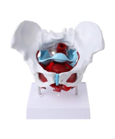 Women's Female Model with Pelvic Floor Muscle Model Natural Laboratory Size