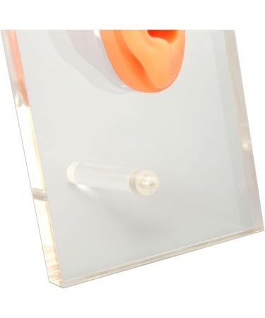 Silicone Right Ear Model with Fine Details - Ideal for ENT Hospitals - Buy Online on SooperMarket.com