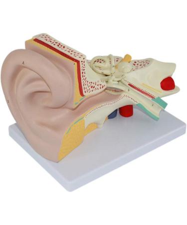 4X Enlarged Ear Anatomical Model 3-Piece Detachable Human Ear Model Teaching Ear Simulation Model Shows External Middle and Heart Ear - Buy Online on SooperMarket.com