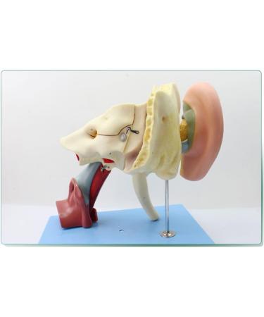 Human Medical Ear Anatomic Model of The Inner Ear of The Inner Ear of The Eardrum The Temporal Bone Ear Nose and Throat for Veterinary Anatomy Learning - Buy Online on SooperMarket.com