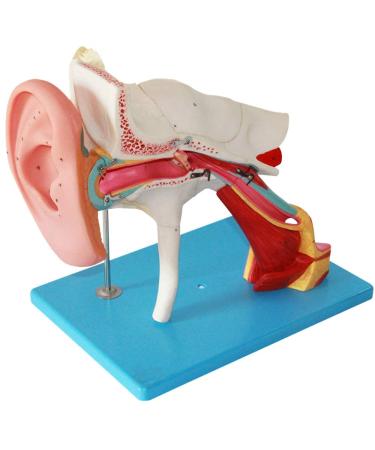 Model Anatomy of The Human Medical Ear Inner Ear Average Ear Tympan Template of Extended Ear Structure