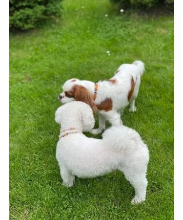 Buy Baltic Amber & African Jade Pet Necklace - Flea & Tick Solution for Dogs & Cats (35cm) - Buy Online on SooperMarket.com