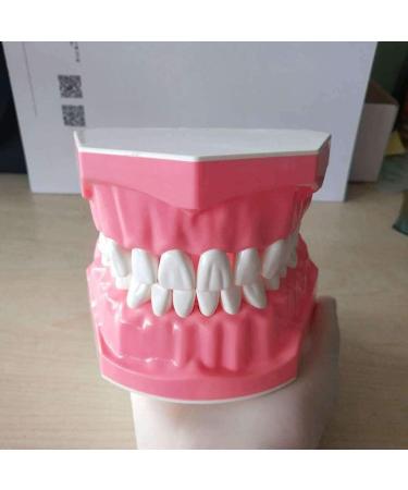 LBYLYH Dental Implant Teeth - Oral Care Brush Model & Educational Dental Template for Early Childhood Learning - Buy Online on SooperMarket.com