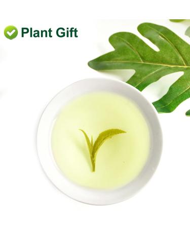 Plantgift Jasmine Dragon Pearls Tea 130g - Premium Green Tea & Oolong Blend - Best Jasmine Tea for a Soothing Experience | International Shipping - Buy Online on SooperMarket.com