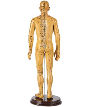 Human Acupuncture Template - Traditional Chinese Medicine Meridian and Acupoint Teaching Model - Man and Woman Acupuncture with Points - Buy Online on SooperMarket.com
