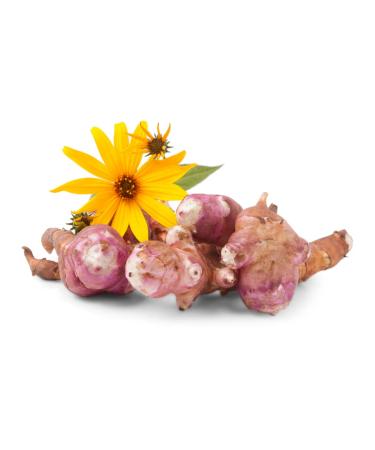 Jerusalem artichoke | Fresh Jerusalem artichoke tubers from conventional cultivation (1000 g) Tasteless 1000 g