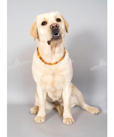 Amber Necklace for Dogs & Cats - Natural Tick & Flea Protection | Baltic Secret - Buy Online on SooperMarket.com