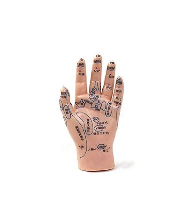 1 Pair of Human Human Body Hand Template PVC Model Chinese Hand Reflex Area Reflexology
