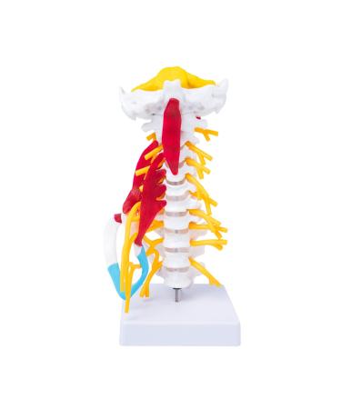 Human Cervical Spine Model Body Model Learning Props Cervical Spine Muscle and Nerve Anatomy Spine Bone Model