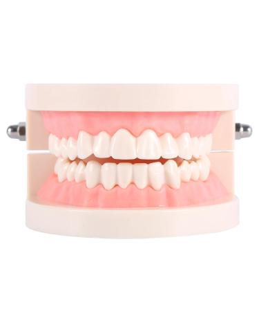 Model Teeth Dental Study - 10x8x7 PVC Teaching Aid for Kids | Learn to Brush Teeth - Buy Online on SooperMarket.com