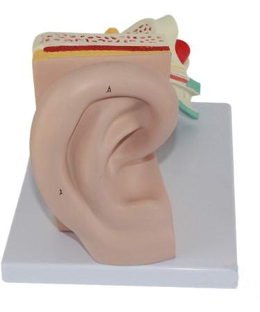 4X Enlarged Ear Anatomical Model 3-Piece Detachable Human Ear Model Teaching Ear Simulation Model Shows External Middle and Heart Ear - Buy Online on SooperMarket.com