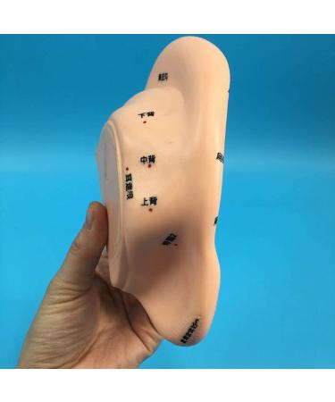 Model for Ear Acupuncture 16 cm The Pressure Point and Meridians Anatomical Model Doctor PVC Acupuncture - Buy Online on SooperMarket.com