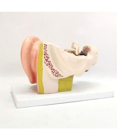 The Size Ear Model 5X Ear Anatomical Model for Inner Ear aids for Teaching Medical and Study of Education - Buy Online on SooperMarket.com