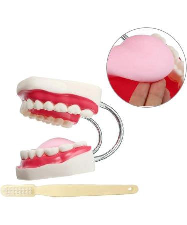 LBYLYH Standard Dental Lehling Model - Realistic Teeth Soft Chewing Gum & Tongue for Clinical Demonstrations - Easy to Use & Store - Buy Online on SooperMarket.com
