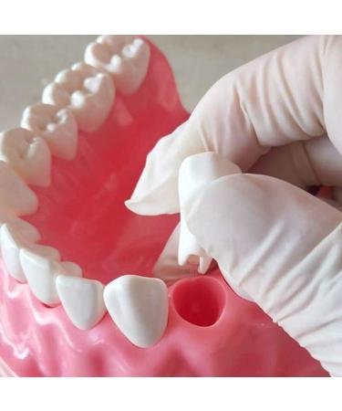 LBYLYH Dental Implant Teeth - Oral Care Brush Model & Educational Dental Template for Early Childhood Learning - Buy Online on SooperMarket.com