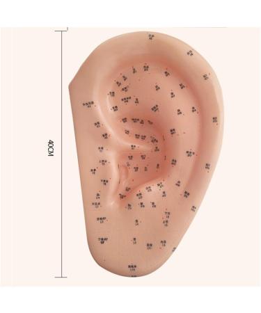 Acupuncture Ear Point Template - 40cm Acupuncture Ear Model - Large Reflection Zone Ear Point Template - for Medical Acupuncture - Buy Online on SooperMarket.com