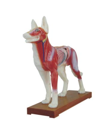 66Fit Dog Acupuncture Model Pressure Points on Animals for Veterinarians