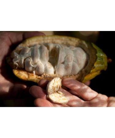 Premium Ceremonial Grade Cacao Discs 100% Organic Criollo Beans Sustainably Grown by Indigenous Farmers in Peruvian Amazonia - 250 Grams - Buy Online on SooperMarket.com