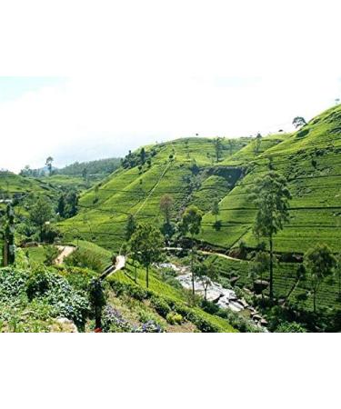 Mortier's Ceylon Ginger Tea Bags - Buy Online on SooperMarket.com