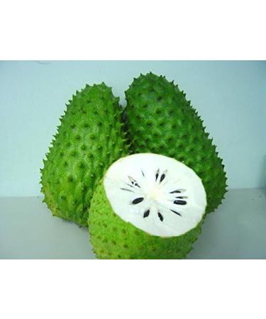 Mlesna Pure Ceylon Soursop Green Tea 50 Tea Bags (100g) - Buy Online on SooperMarket.com
