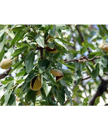 Organic California Pistachios 5 Pounds - Non-GMO Kosher In Shell Dry Roasted with Sea Salt - Bulk 5 LB - Buy Online on SooperMarket.com