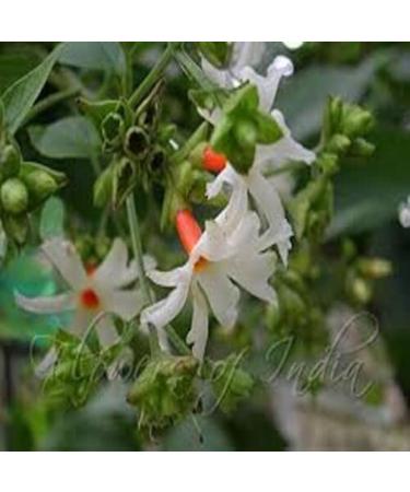 Tanirika Parijat dried leaves Harshringar Patta 100 gm - Buy Online on SooperMarket.com