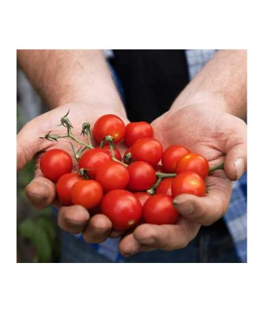 Westland Tomato Food 1Litre- For Juicy Best Tasty Tomatoes - Buy Online on SooperMarket.com