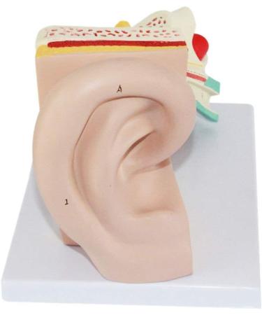 Anatomical Human Ear Magnification Model Removable Ear Texture Ear Template Labyrinth Suitable for Medical Teaching - Buy Online on SooperMarket.com