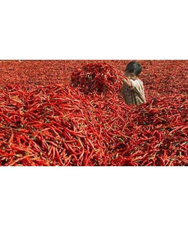 Dried Andhra Chillies/Sigappu Milagai/Organic Dry Red Chillies 1000g (Pack of 02) - Buy Online on SooperMarket.com