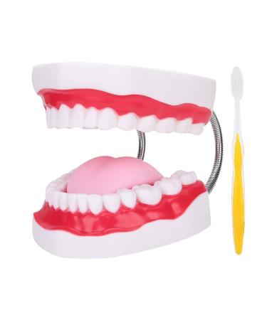Dental dental model lifelike demonstration of the teeth brushing dental model teeth portable teaching material with toothbrush for children dental lessons clean display education studies