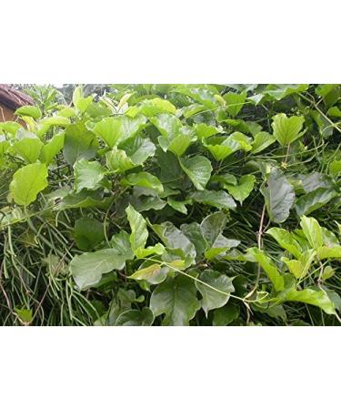 14g Mondia Whitei White Ginger Root Bark Powder - Pure Organic Sun Dried Natural Supplement - Buy Online on SooperMarket.com