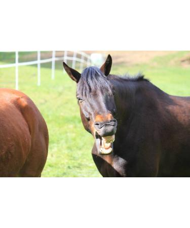Lucor Root Brush Horse - Long Soft Bristle Mane Comb | Premium Horse Accessories for Shine & Dirt Removal - Buy Online on SooperMarket.com