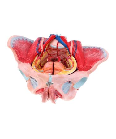 Female Model with Nerve Muscles & Organs Life Size