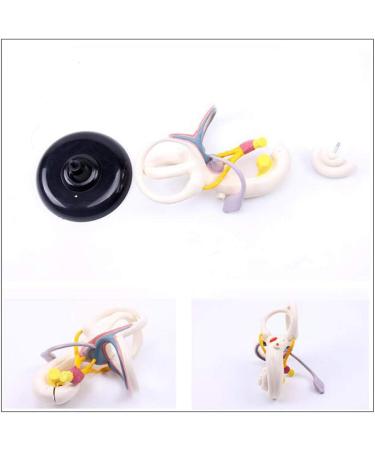 Professional Desktop Ear Joint Simulation Model Human Ear Labyrinth Model Medical Educational Training Aid - Buy Online on SooperMarket.com