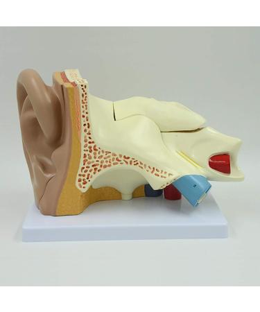 Human Ear Model Professional Ear Simulation Model 6X Magnification Human Organ Model Ear Model 5-Piece Medical Education Model - Buy Online on SooperMarket.com