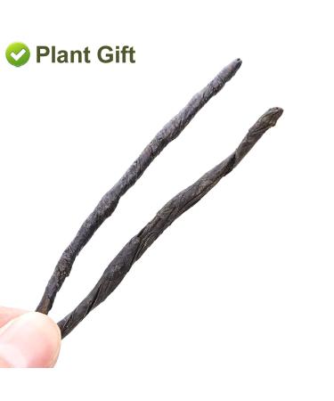 Buy Chinese Needle Ku Ding Tea - 100G Bitter Green Tea | Premium Loose Leaf for Health - Buy Online on SooperMarket.com