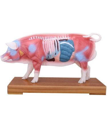 Acupuncture Pig Model Veterinary Acupuncture Animal Anatomy Model Medical Training Aid - Buy Online on SooperMarket.com