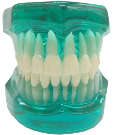 Transparent Dental Model for Adult Dentists | Realistic Teeth & Gums for Teaching & Demonstration - International Shipping - Buy Online on SooperMarket.com