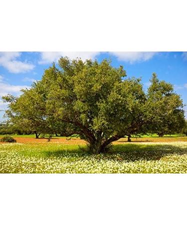 Moroccan Argan Honey 300 g - Buy Online on SooperMarket.com