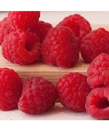 Womersley Raspberry Vinegar (3 x 150ml) - Fine Fruit Vinegar for Cooking and Recipes - Buy Online on SooperMarket.com