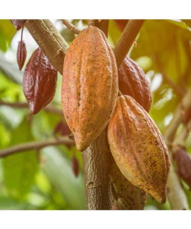 Buy 1kg Organic Cocoa Powder - 100% Natural Raw & De-Oiled No Additives Sugar-Free Ideal for Healthy Baking | International Shipping - Buy Online on SooperMarket.com