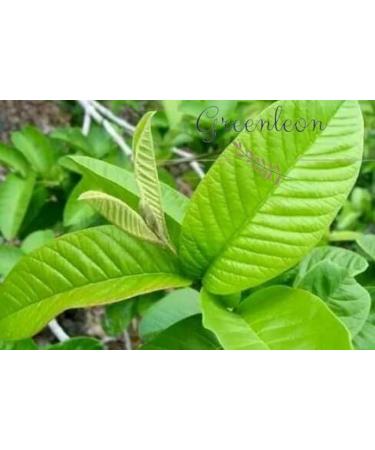 Fresh Organic Guva Leaves | Approx 70G Jumbo | Guva Leaf For Medical | Use Diabetes & Skin Care| Indian Origin|Next Day Shipping By Seelans - Buy Online on SooperMarket.com