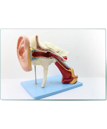 Human Medical Ear Anatomic Model of The Inner Ear of The Inner Ear of The Eardrum The Temporal Bone Ear Nose and Throat for Veterinary Anatomy Learning - Buy Online on SooperMarket.com
